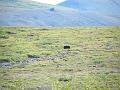 Wales-Nome 224